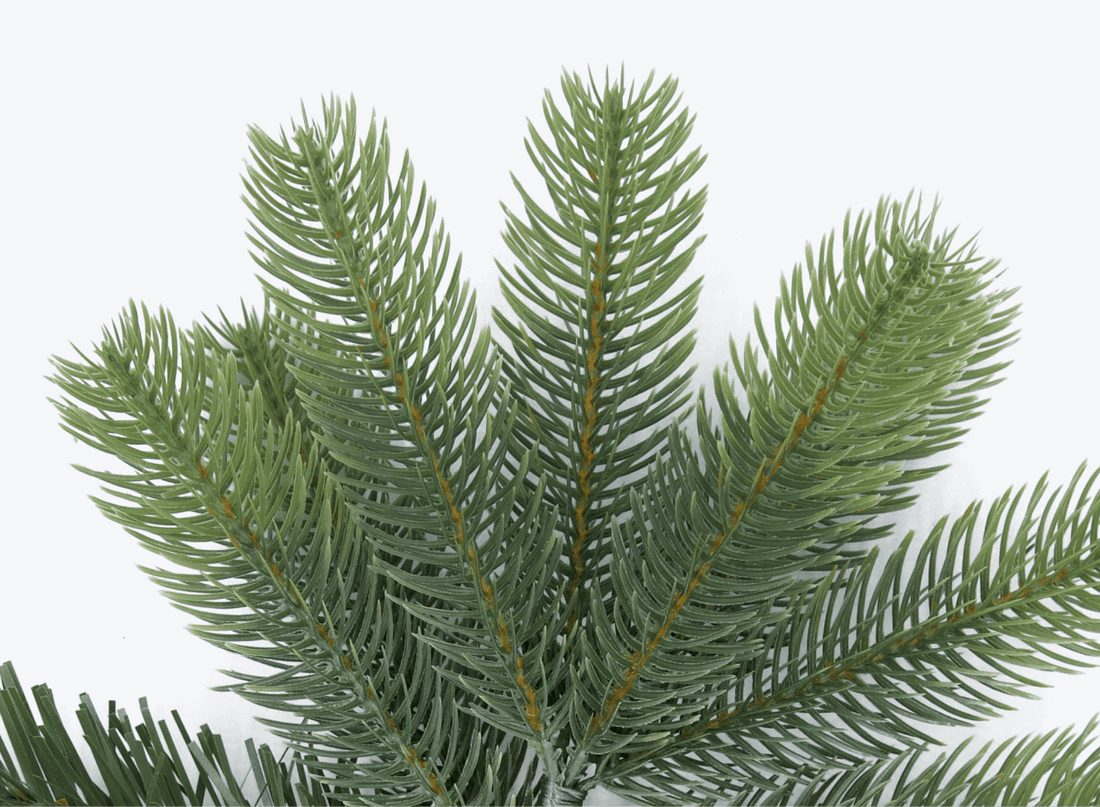 Spruce vs Fir: The Types of King of Christmas Trees